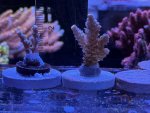 IMG_0096.jpeg