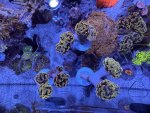 IMG_7909.jpeg