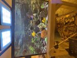 IMG_1921.jpeg
