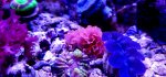 atomic behind clam.jpg atomic behind clam.jpg