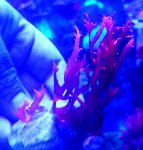 small dragons breath.jpg