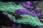 IMG_0750.jpeg