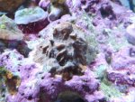 corals 036.jpg
