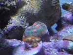 corals 006.jpg