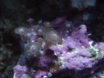corals 008.jpg