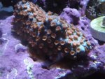 corals 009.jpg