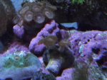 corals 020.jpg