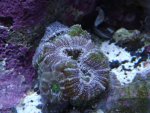 corals 023.jpg
