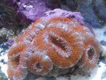 corals 024.jpg