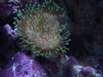corals 025.jpg