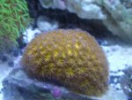 corals 039.jpg