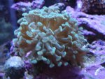 corals 047.jpg