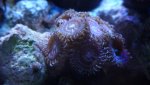 DSC01436.jpg