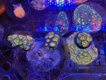 IMG_5260.jpeg