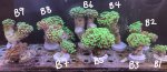IMG_1757.jpeg