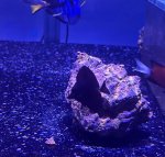 IMG_7330.jpeg