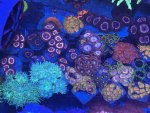 IMG_9065.jpeg