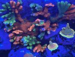 IMG_9070.jpeg