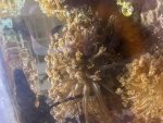 IMG_8435.jpeg