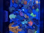 IMG_8585.jpeg