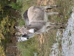 IMG_7670.jpeg