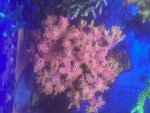 IMG_1530.jpeg