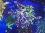 IMG_1527.jpeg