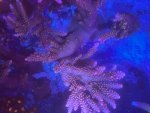 IMG_1526.jpeg