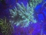 IMG_1520.jpeg