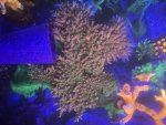 IMG_1517.jpeg