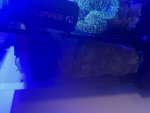 IMG_2715.jpeg