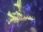 IMG_8301.jpeg