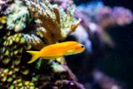 Reef Fish -11192020 - Dipan Desai Photograph (5 of 26).jpg