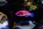 Reef Fish -11192020 - Dipan Desai Photograph (9 of 26).jpg