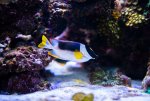 Reef Fish -11192020 - Dipan Desai Photograph (19 of 26).jpg