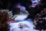 Reef Fish -11192020 - Dipan Desai Photograph (26 of 26).jpg