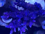 Purple Sexy.jpg