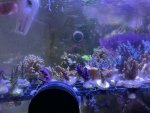 Corals Side.jpg