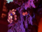 IMG_2338.jpeg