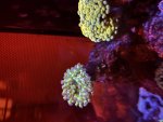 IMG_2337.jpeg
