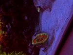 IMG_2335.jpeg