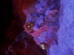 IMG_2334.jpeg
