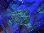 IMG_8525.jpeg