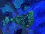 IMG_8528.jpeg