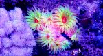 dendro colony.jpg dendro colony.jpg
