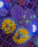 IMG_2911.jpeg