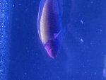 IMG_0257.jpeg