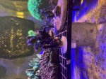IMG_5227.jpeg