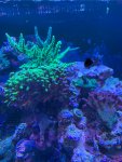 IMG_1661.jpeg