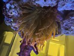 IMG_2199.jpeg